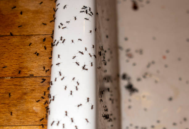 Best Termite Control Services  in Dorneyville, PA